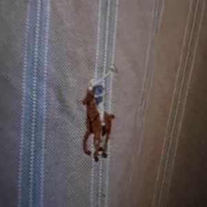 Ralph Lauren Polo men’s button-down shirt, sz18 perfect condition